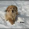 Riley
of Larkin and Striker