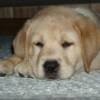 Samson