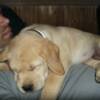 Samson