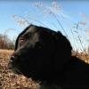 Tucker